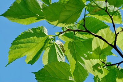 Morus alba 'Macrophylla' syn. 'Platanifolia' - morušovník bílý - list a květenství